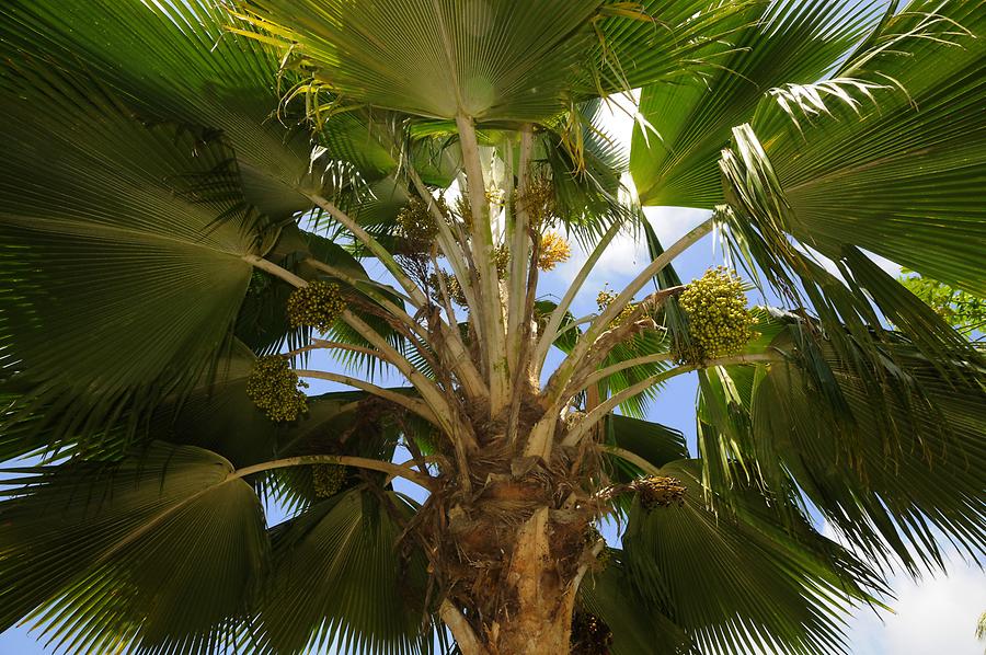 La Digue Veuve Reserve - Palm Tree