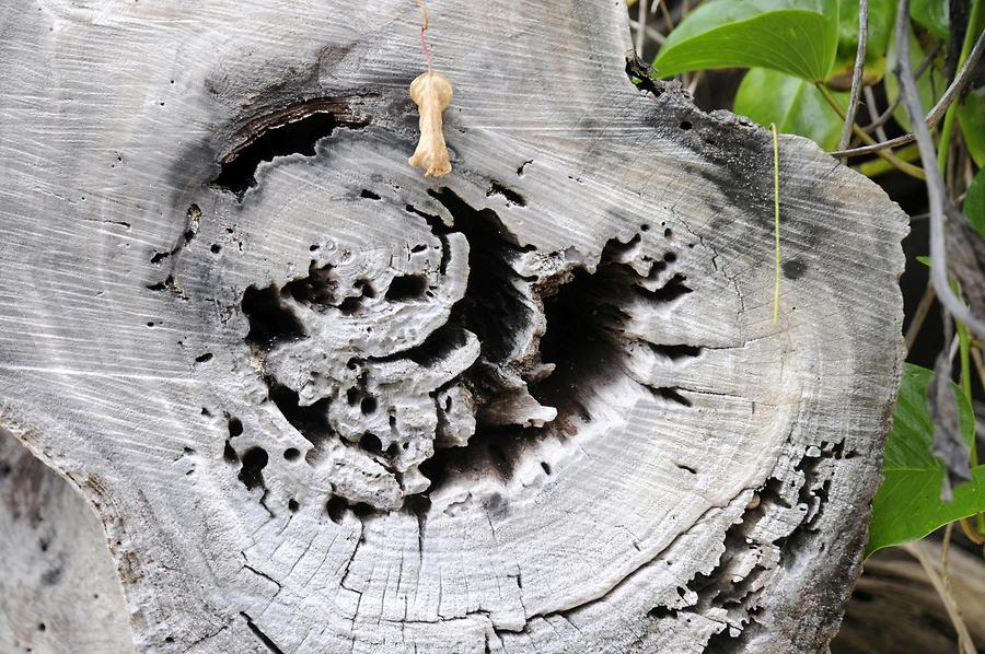 Anse Carana - Driftwood