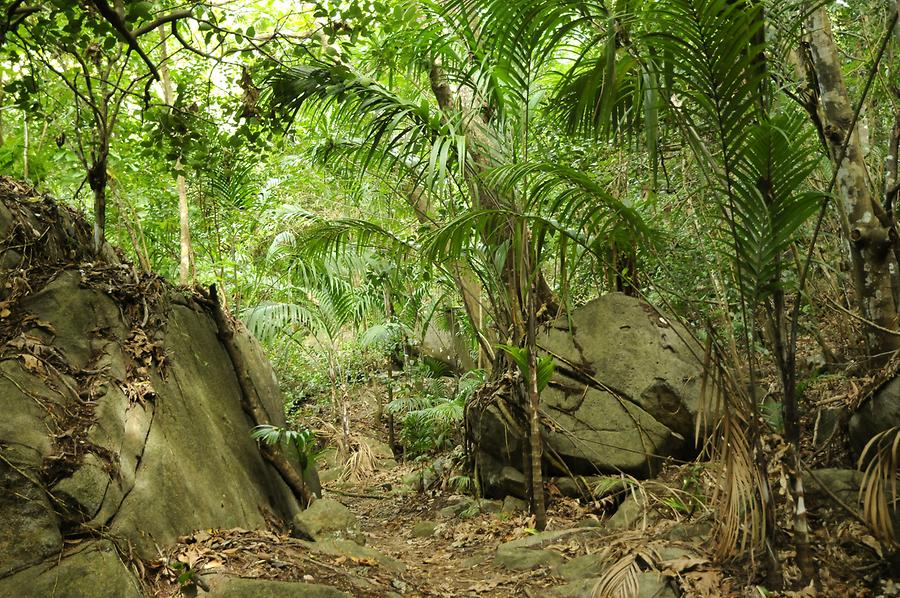 Anse Major - Rain Forest