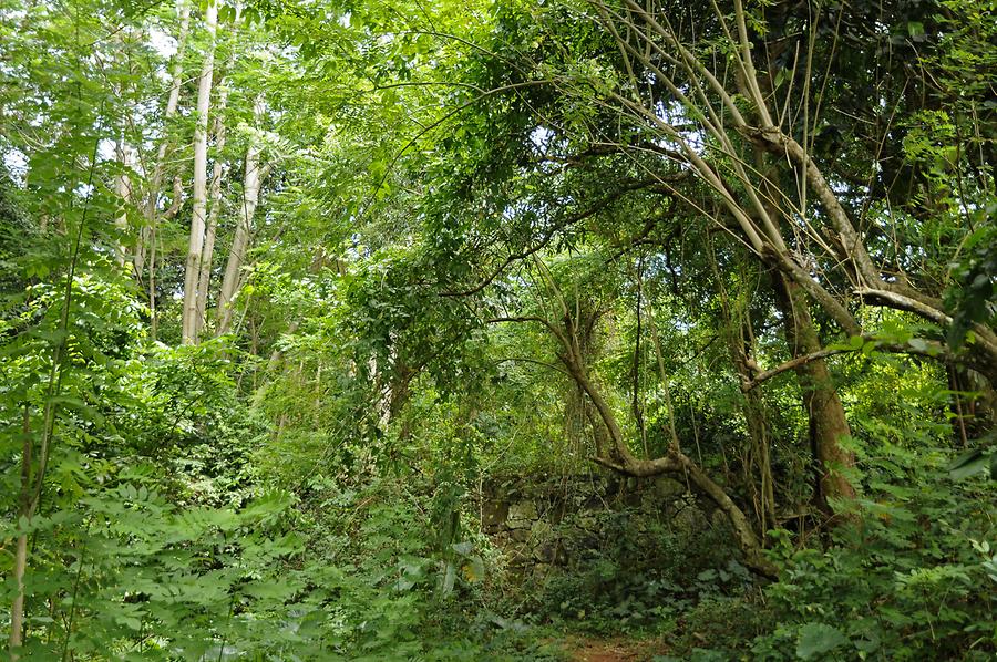 Anse Major - Rain Forest