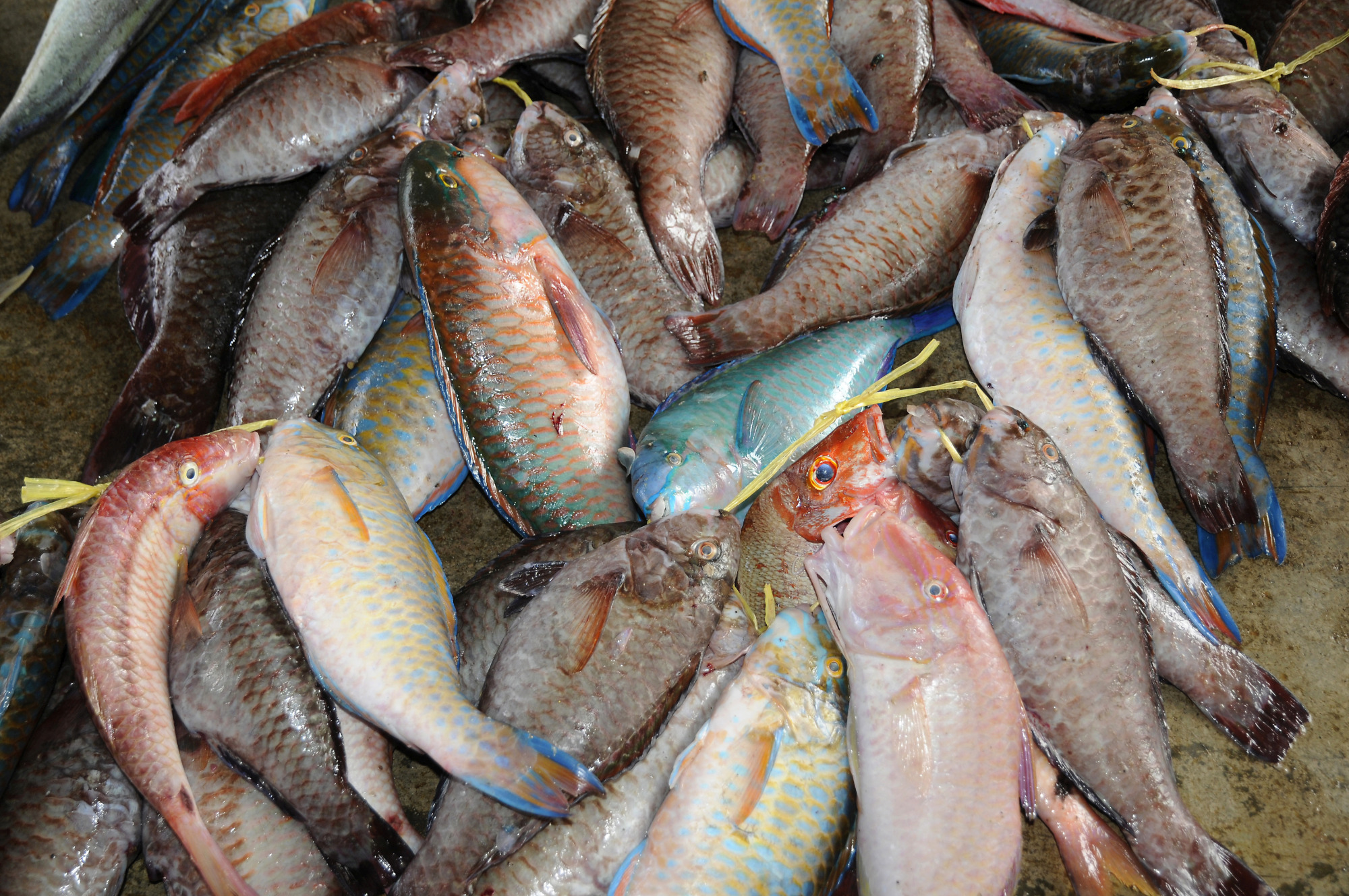 Fish Market | Mahé | Pictures | Seychelles in Global-Geography