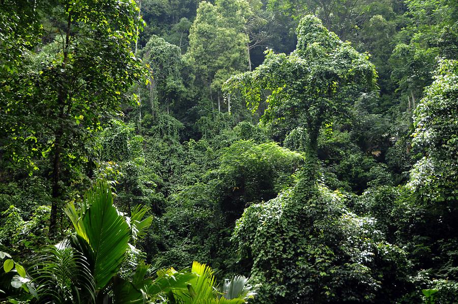 Sans Souci Road - Rain Forest