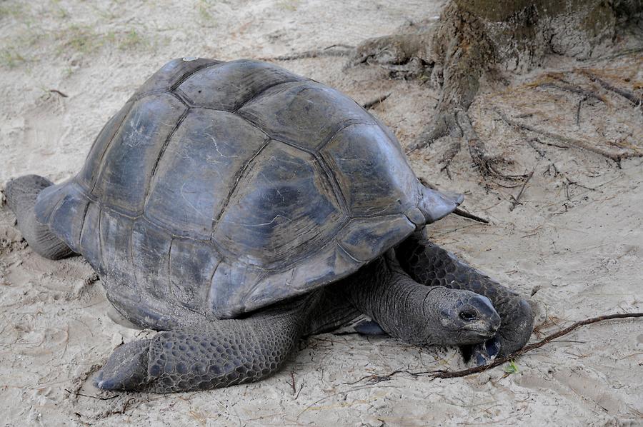 Curieuse - Giant Tortoise