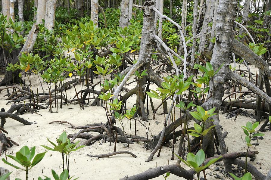 Curieuse - Mangrove Forest