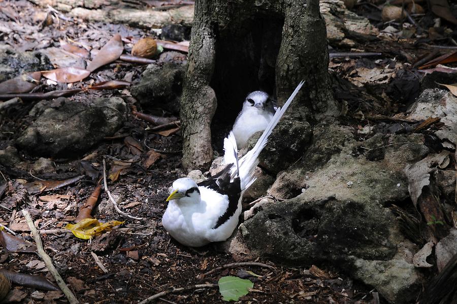 White-tailed Tropic Bird