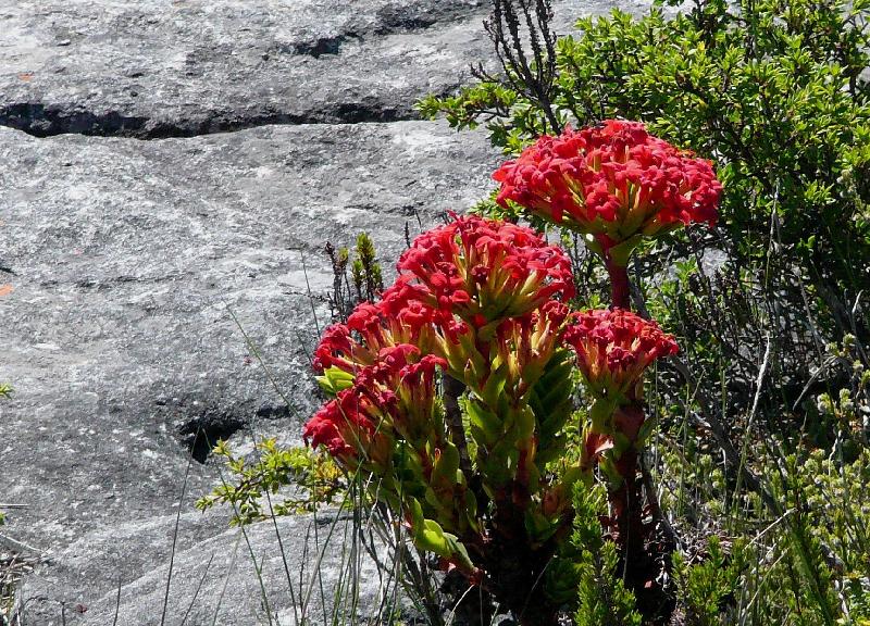 Table Mountain Flora