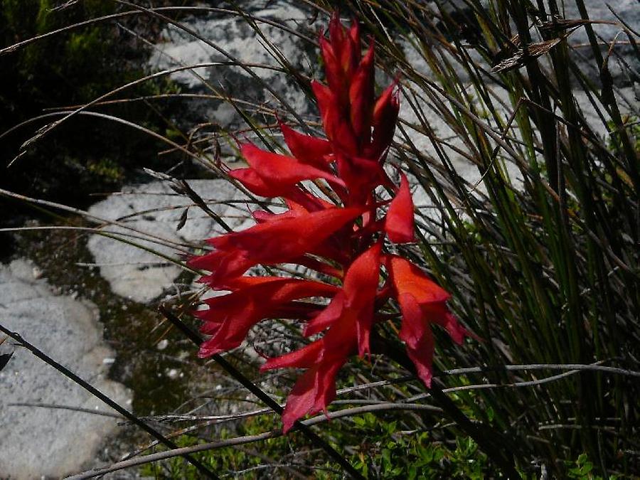 Watsonia