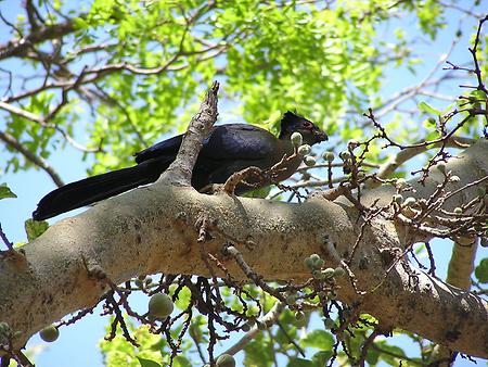 Purple-crested turaco, Foto: source: Wikicommons unter CC 