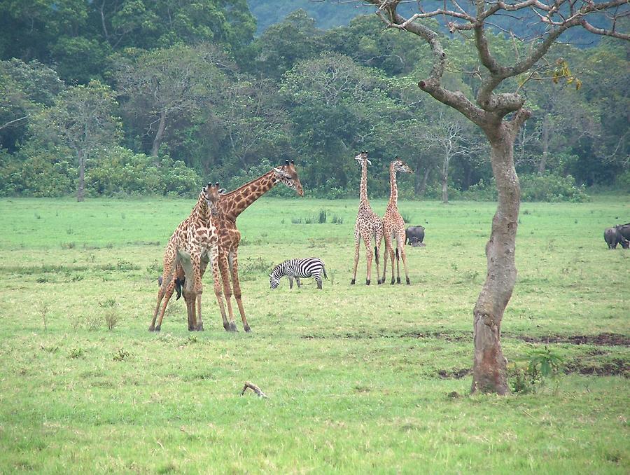 Giraffes, Arusha National Park