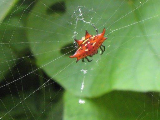 Red and black thorn spider