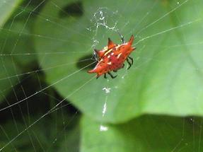 Red and black thorn spider