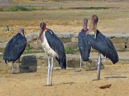 Marabou Storks