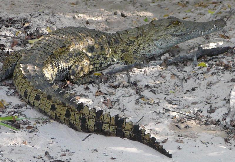 Small Zambezi crocodile