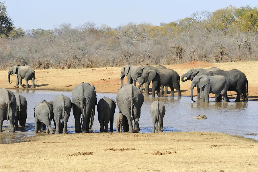 Elephants Ivory Lodge
