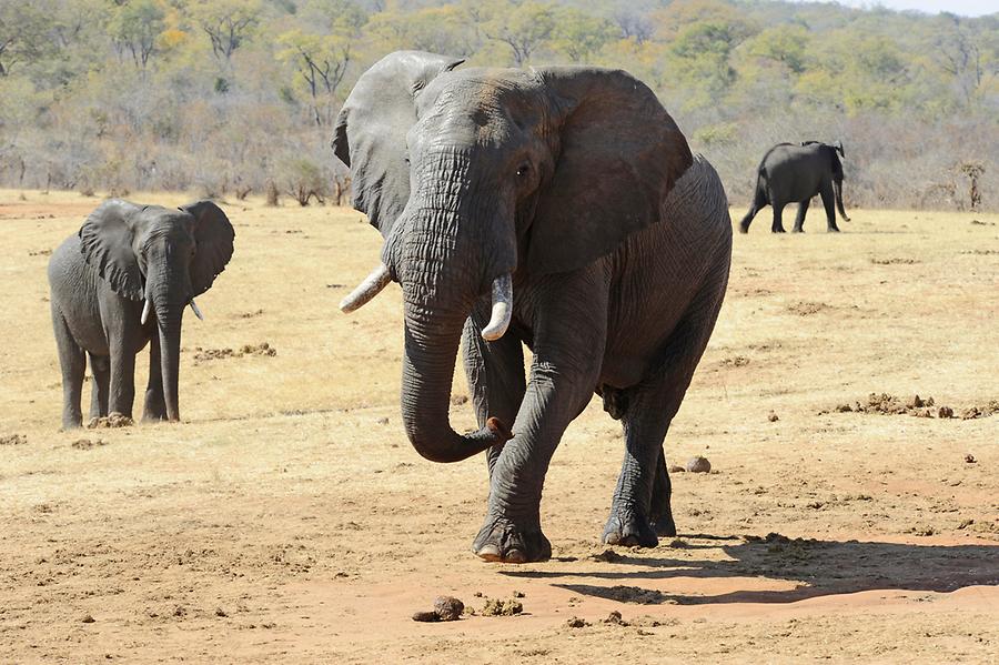 Elephants Ivory Lodge