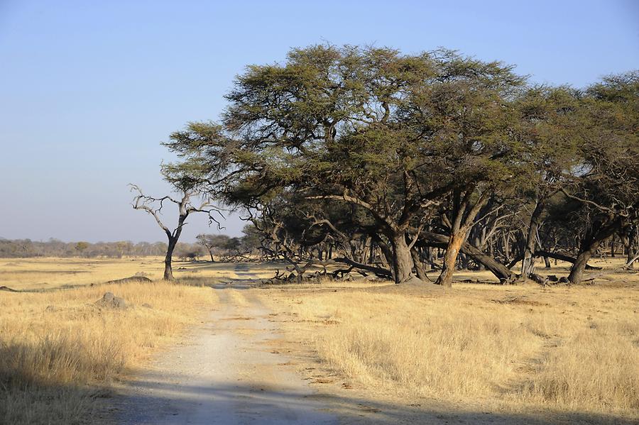 Mopane Trees