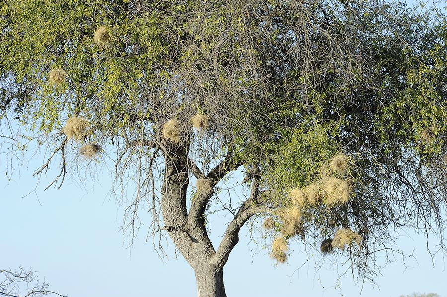 Weaver Bird Nests