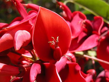 Ceibo (Erythrina Crista-galli), Foto: source: Wikicommons unter CC 