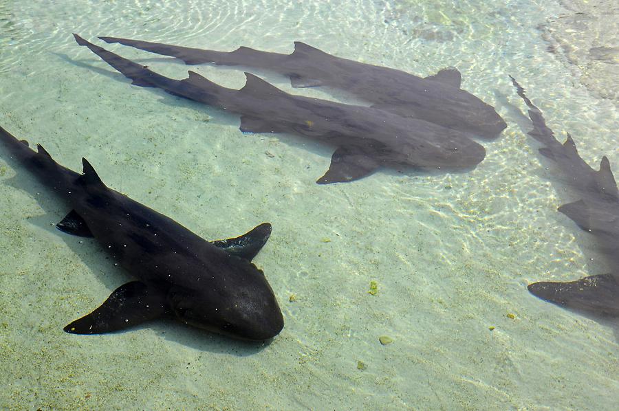 Nassau - Vacation Resort 'Atlantis'; Sharks