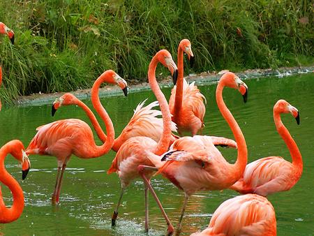 American flamingo, Foto: source: Wikicommons unter CC 