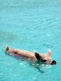 Swimming pig