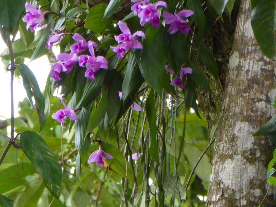 Islas de los Micos Sobralia-Orchidee