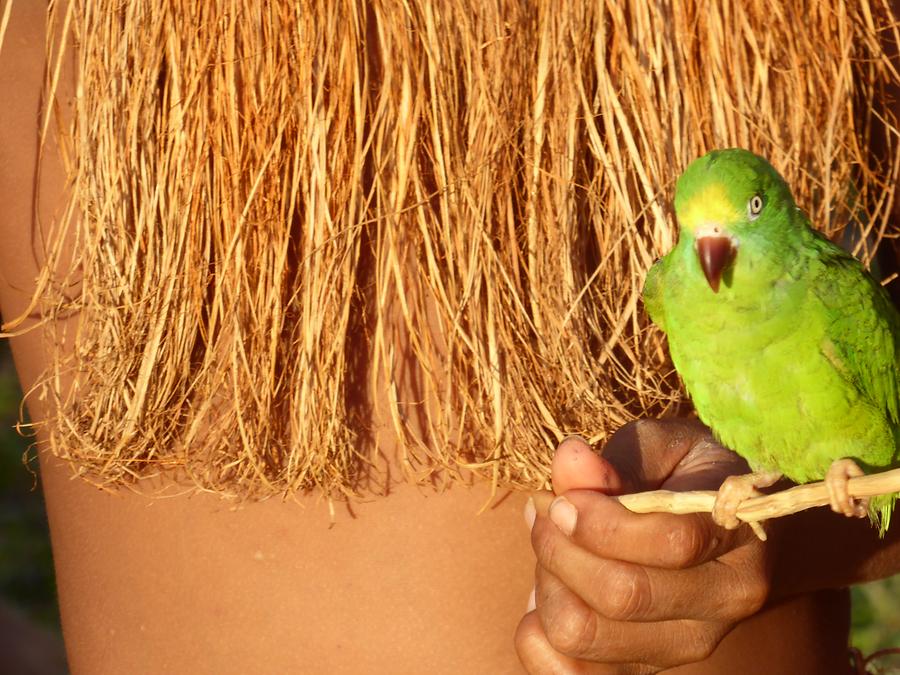 Libertad kleiner Papagei