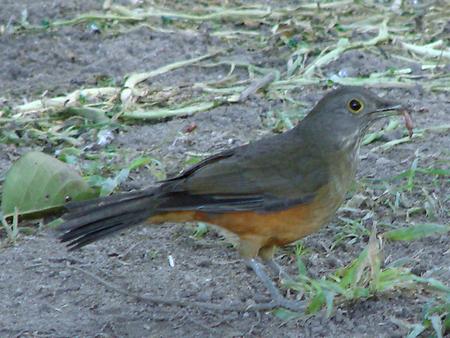 Rufous-bellied thrush, Foto: source: Wikicommons unter CC 