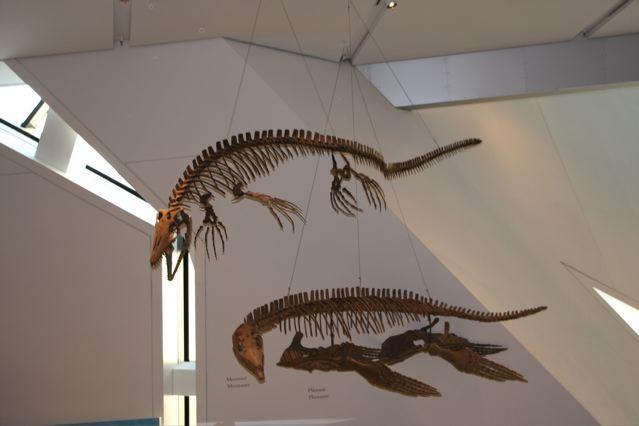 Fossil reptiles