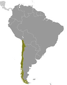 Chile in South America