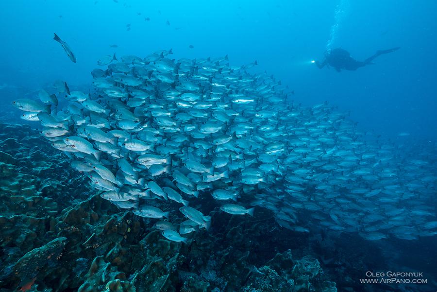 Among thousand fishes. Diving with Caranx. Malpelo Island, Colombia, © AirPano 