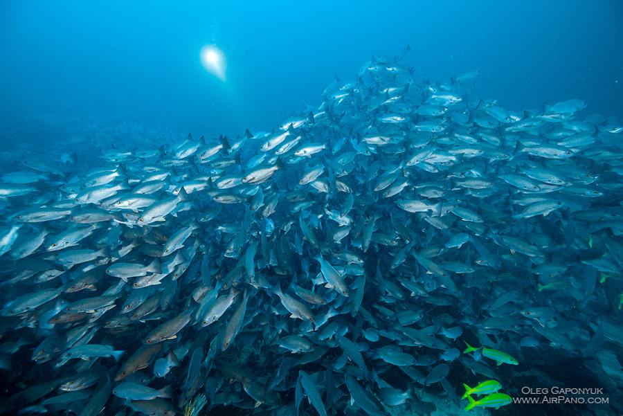 Among thousand fishes. Diving with Caranx. Malpelo Island, Colombia, © AirPano 