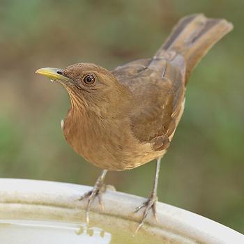 Turdus, Foto: source: Wikicommons unter CC 