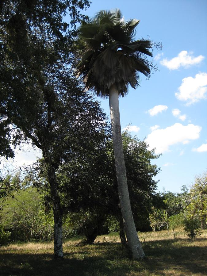Cienfuegos - Jardin Botanico Soledad