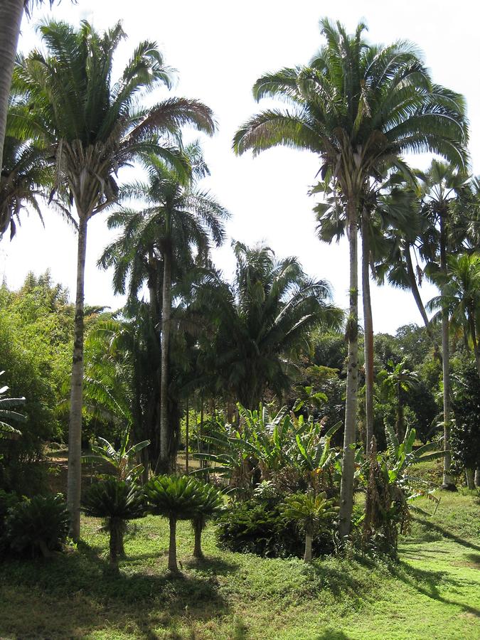 Cienfuegos - Jardin Botanico Soledad
