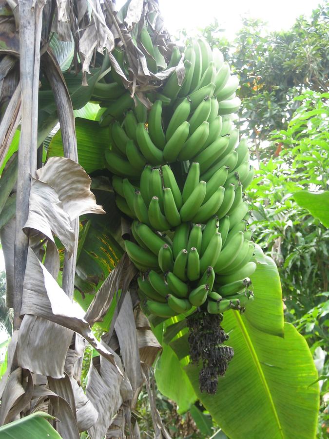 Kuba - Flora - Bananenstaude