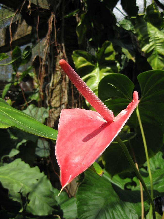 Kuba - Flora