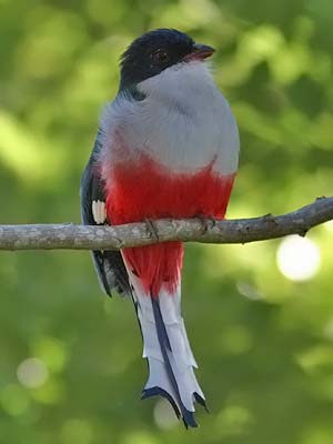 Cubaanse Trogon, Foto: source: Wikicommons unter CC 