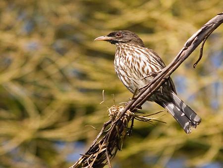 Palmchat, Foto: source: Wikicommons unter CC 