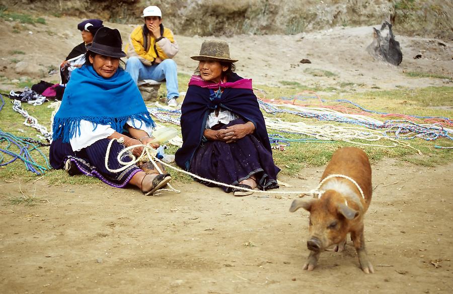 Otavalo - Animal Market