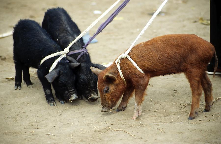 Otavalo - Animal Market; Pigs