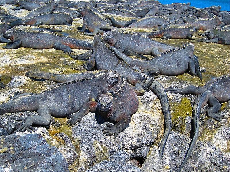 Colonie of Marine Iguanas