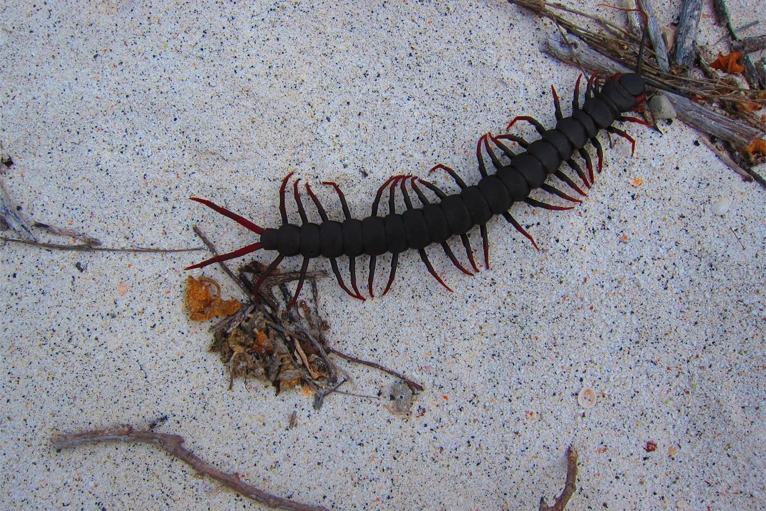 Orange Foot Galapagos Giant Centipede.