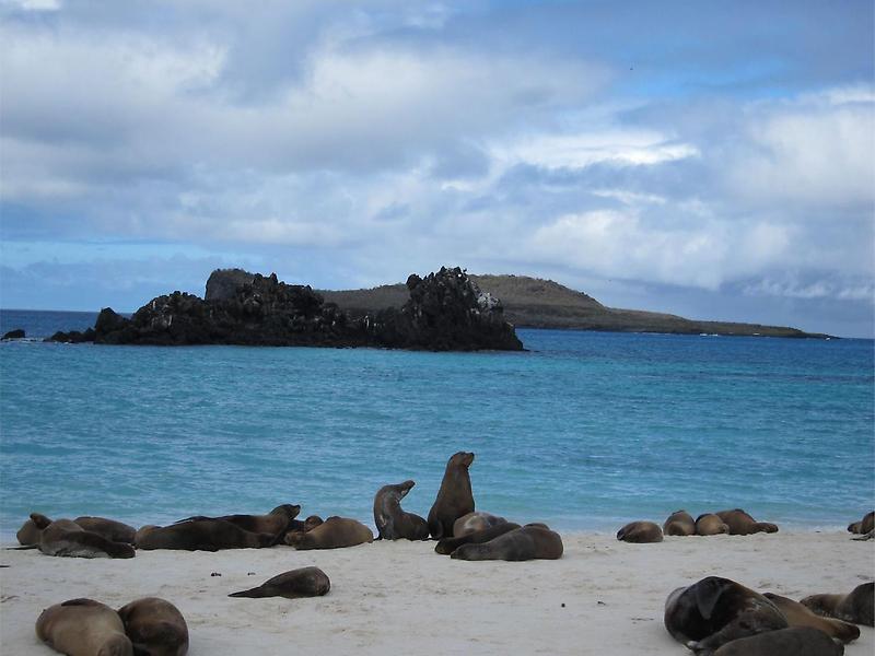 Galapagos Sea Lions (1)