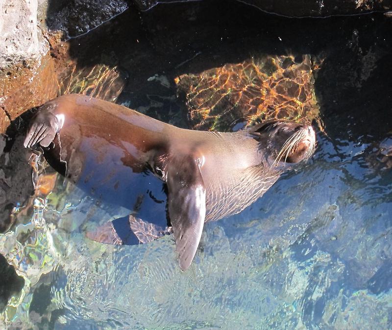 Relaxing Galapagos Fur Seal