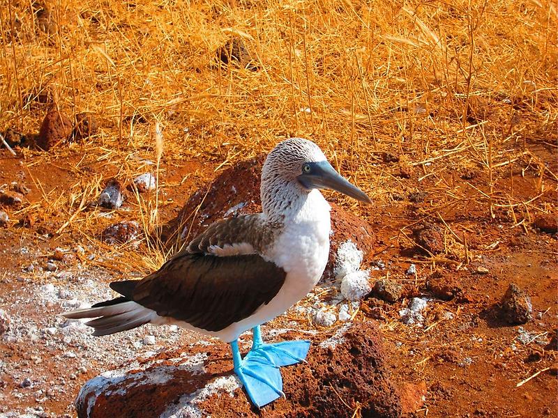 Blue-Footed Booby (1)