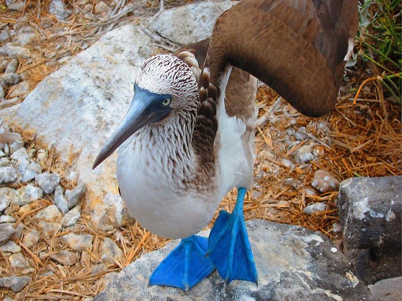 Blue-Footed Booby (3)