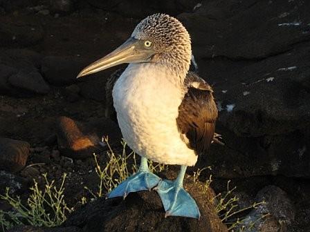 Blue-Footed Booby (4)