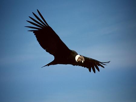 Andean condor, Foto: source: Wikicommons unter CC 