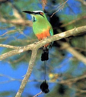 Turquoise-browed motmot, Foto: source: Wikicommons unter CC 